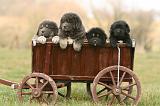 DOGUE DU TIBET 693